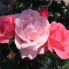 バラの花 咲いています！（2021年5月6日）