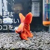 人と交信するベタ ようこと私の軌跡をお伝えします😊💫    