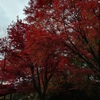 紅葉を探して『ふるさと旅行村』