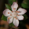 スプリングワンダー　お花が咲きました　20220422