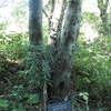 牧野植物園　オキナワジイ