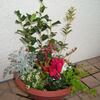 寄せ植え鉢の変容