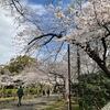 いつもと違う桜の季節