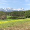 【2022年】中山高原、今年は菜の花は少なめだけど幻の池は大きめ（長野県大町市）