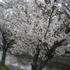 さくら　桜土手