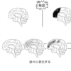 認知症の診断から運転免許証の停止の流れについて思うこと