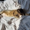 【親の介護】 #281 ケアマネさんが来る日！ 昨日母が倒れた事を相談する！