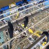ベルギーは食料安全保障で海藻養殖研究に力を入れています