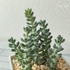 【気になる多肉植物】　また仲間に入れちゃった
