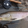 何かを変えなくては魚は釣れないか。