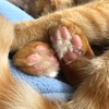 肉球の隙間の毛が伸びてるのは？！切った方が良い？