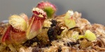 セファロタス成長記録=2026/9月24日 #食虫植物 #icos #BGM #ボカロ #初音ミク