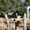 #上野動物園#シャオレイ#シンシン#リーリー