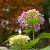 ✾本土寺のアジサイと花菖蒲が大絶景でした😊