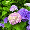 クピドさんの紫陽花が綺麗でした