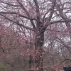 プラハ桜の花見図　　　　