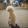 甘えたかっただけなのに、不器用だった先住犬の話