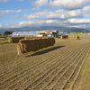 稲刈り完了・吊るして　10日程乾燥後脱穀です