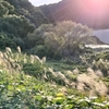 ～セイタカの草草は闇にしずめ置きすすき野原に午後の日のどか