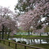 奈良公園のさくらサクラ