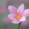 お花色々２（未掲載の花）