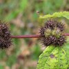 ラセンソウのひっつき虫