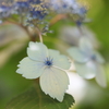 石神井公園を歩いて～【紫陽花】写真散歩～６月中旬頃