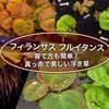 フィランサス フルイタンス 育て方も簡単！真っ赤で美しい浮き草