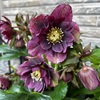 ＊地植えのクリスマスローズ 開花♡