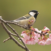 泉の森で散歩しながら野鳥撮影です。