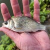 【鯉釣りブログ】朝からいきなり！ステーキ🚀 そして、夏の鯉釣りは水分補給が重要Σ(ﾟДﾟ)【7月・公園釣り】