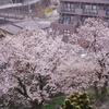 春曇り、満開の桜