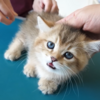 「注射が痛いよ～！」と泣き出す猫ちゃん！（AIではない）
