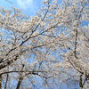Part 1　悠久山公園の桜を観に行ってきました