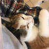 トリちゃん日記＿膝上の攻防