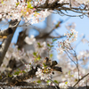 桜と雀