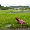 アジサイの小径からドッグランへ