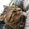 愛猫とミドリのやつ。