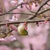 メジロさんと山桜
