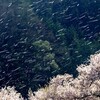 高遠の桜も散る