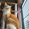 雨の日に眠いのは猫様も人間も同じ