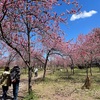 古河桃祭り