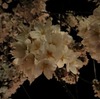 【青森】弘前公園の夜桜。