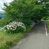 御笠川の紫陽花は今年もきれいに咲いています!