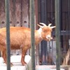 動物園大好き