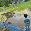 田植え体験🌾