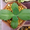 🌵多肉植物　増えすぎて困る子宝草🌵