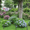 今年で見納め？津田沼公園の紫陽花「津田沼公園」