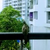 タイで初めてのシーフード＆パッタイ調理に挑戦！