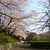 早稲田近辺の桜